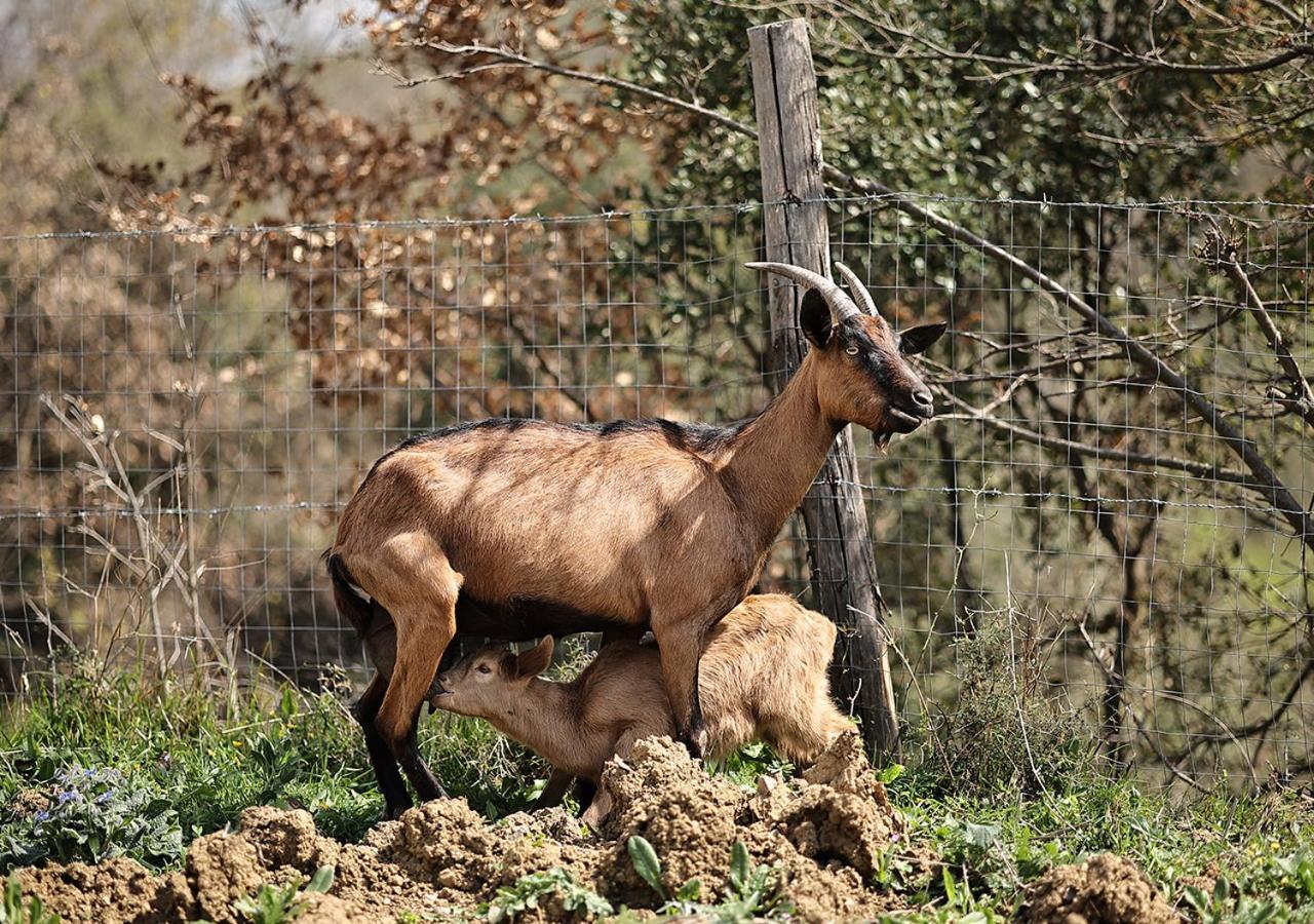 הוילה Serre  Casa Agricola Scorziello מראה חיצוני תמונה